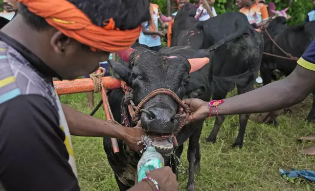 Farmers make an ox drink water before a traditional oxen plow race known as Nangarni Spardha at Sarand village in Ratnagiri district, in the Indian state of Maharashtra, Thursday, Aug. 22, 2024. (AP Photo/Rajanish Kakade)