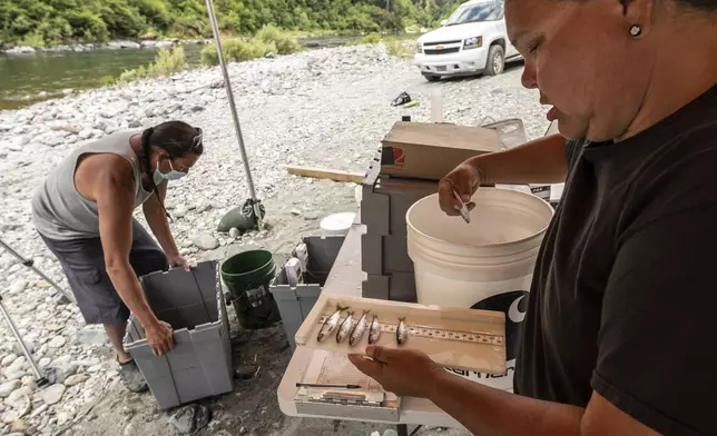 FILE - Jamie Holt, lead fisheries technician for the Yurok Tribe, right, and Gilbert Myers count dead chinook salmon pulled from a trap in the lower Klamath River on June 8, 2021, in Weitchpec, Calif. (AP Photo/Nathan Howard, File)