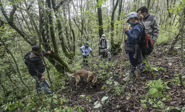 Members of the search collective "Uniendo Esperanzas" or Uniting Hope, search for human remains with the help of a National Guard dog named Cooper, and assisted by Anglican priest Rev. Arturo Carrasco, far right, in a forest in the State of Mexico, Mexico, Friday, Aug. 16, 2024. At right is Veronica Rosas whose son Diego went missing in 2015. (AP Photo/Ginnette Riquelme)