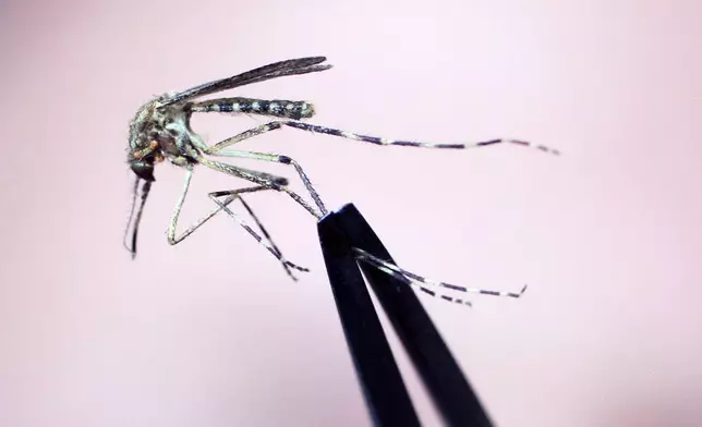 FILE — A Cattail mosquito is held up for inspection Wednesday, Sept. 8, 2010, at the Maine Medical Center Research Institute, in South Portland, Maine. (AP Photo/Pat Wellenbach, File)