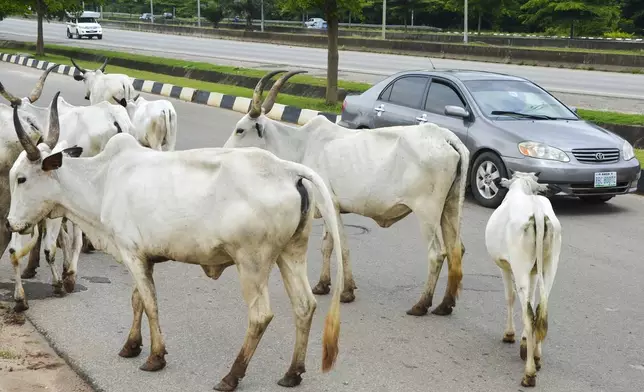 Cattle roam on a road in Abuja, Nigeria, Friday, Aug. 16, 2024. (AP Photo/Olamikan Gbemiga)