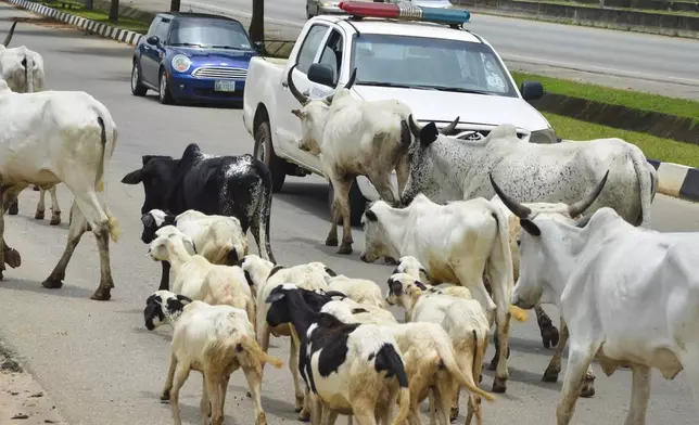 Cattle roam on a road in Abuja, Nigeria, Friday, Aug. 16, 2024. (AP Photo/Olamikan Gbemiga)