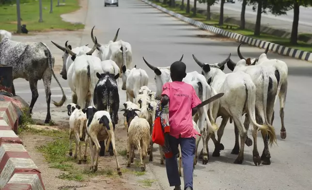 A boy guides cattle on a road in Abuja, Nigeria, Friday, Aug. 16, 2024. (AP Photo/Olamikan Gbemiga)