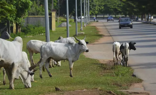 Cattle roam near a road in Abuja, Nigeria, Wednesday, Aug. 21, 2024. (AP Photo/Olamikan Gbemiga)