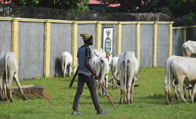 A boy guides cattle in Abuja, Nigeria, Wednesday, Aug. 21, 2024. (AP Photo/Olamikan Gbemiga)