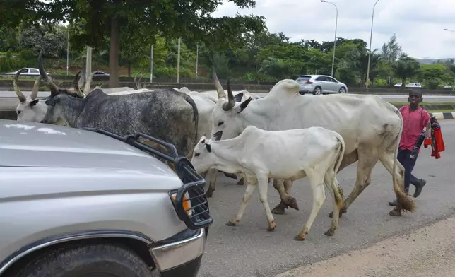 A boy guides cattle on a road in Abuja, Nigeria, Friday, Aug. 16, 2024. (AP Photo/Olamikan Gbemiga)