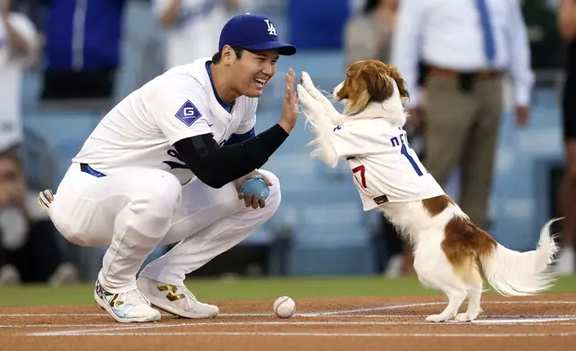 Los Angeles Dodgers' Shohei Ohtani congratulates his dog Decoy after Decoy delivered the ceremonial first pitch prior to a baseball game between the Dodgers and the Baltimore Orioles Thursday, Aug. 29, 2024, in Los Angeles. (AP Photo/Mark J. Terrill)