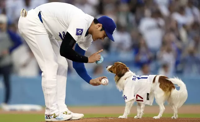 Los Angeles Dodgers' Shohei Ohtani sets his dog Decoy at the mound before Decoy delivered the ceremonial first pitch prior to a baseball game between the Dodgers and the Baltimore Orioles Thursday, Aug. 29, 2024, in Los Angeles. (AP Photo/Mark J. Terrill)