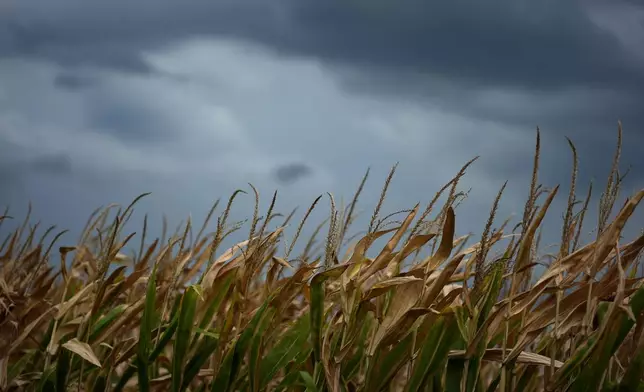 Storm clouds build above a corn field near Platte City, Mo., Aug. 27, 2024. Farmers are also planting more acres of corn, in part to meet demand for ethanol, according to the USDA's Economic Research Service. It all means more plants working harder to stay cool — pumping out humidity that adds to steamy misery like that blanketing much of the U.S. this week. (AP Photo/Charlie Riedel)