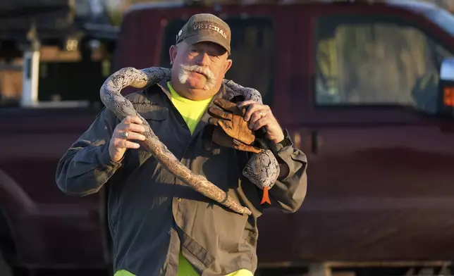 Thomas Aycock, a contractor with the Florida Fish and Wildlife Conservation Commission, brings out a toy snake to show reporters as he waits for sunset to hunt invasive Burmese pythons, Tuesday, Aug. 13, 2024, in the Florida Everglades. (AP Photo/Wilfredo Lee)