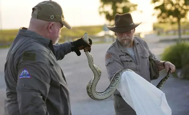 Contractors with the Florida Fish and Wildlife Conservation Commission, Thomas Aycock, left, and Tom Rahill, founder of the Swamp Apes, a veterans therapy nonprofit, show off an invasive Burmese python caught earlier, as they wait for sunset to hunt pythons, Tuesday, Aug. 13, 2024, in the Florida Everglades. (AP Photo/Wilfredo Lee)