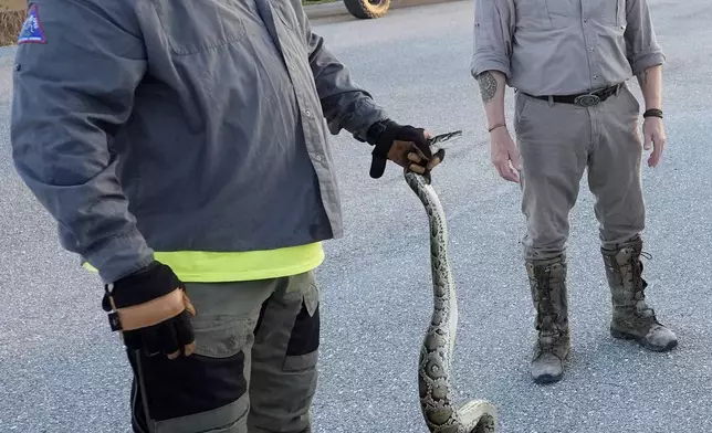 Contractors with the Florida Fish and Wildlife Conservation Commission, Thomas Aycock, left, and Tom Rahill, founder of the Swamp Apes, a veterans therapy nonprofit, show off an invasive Burmese python caught earlier, as they wait for sunset to hunt pythons, Tuesday, Aug. 13, 2024, in the Florida Everglades. (AP Photo/Wilfredo Lee)