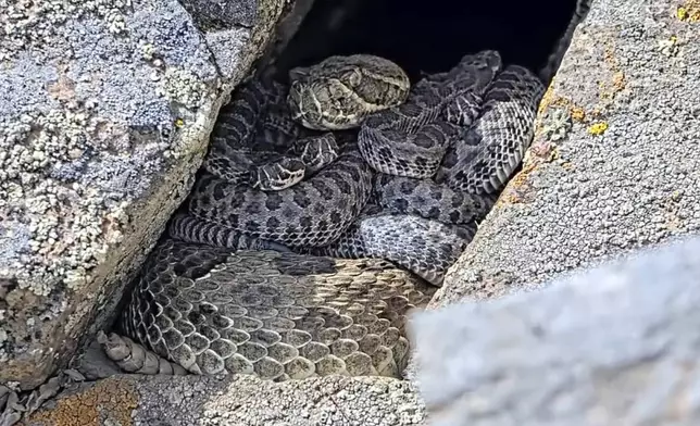 In this image taken from a Project Rattlecam video, an adult rattlesnake rests with juveniles at a den under remote observation in Colorado on Aug. 22, 2024. (Project Rattlecam via AP)