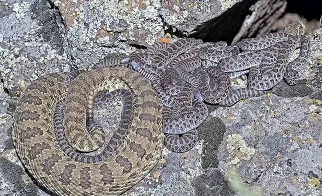 In this image taken from a Project Rattlecam video, an adult rattlesnake rests with juveniles at a den under remote observation in Colorado on Wednesday, Aug. 28, 2024. (Project Rattlecam via AP)