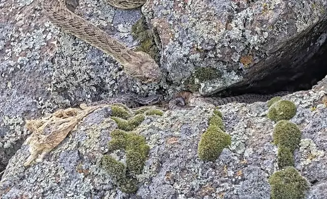 In this image taken from a Project Rattlecam video, an adult rattlesnake checks on juveniles after a bird flew near them at a den under remote observation in Colorado on Aug. 23, 2024. (Project Rattlecam via AP)