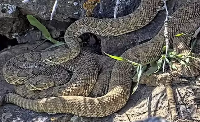 FILE - This undated image made from a video provided by Project RattleCam shows a "mega den" of rattlesnakes in a remote location in northern Colorado. (Project RattleCam via AP, File)