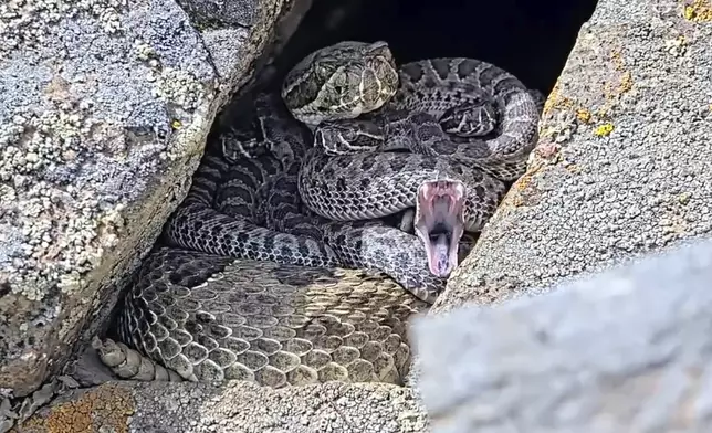 In this image taken from a Project Rattlecam video, an adult rattlesnake rests with juveniles at a den under remote observation in Colorado on Aug. 22, 2024. (Project Rattlecam via AP)