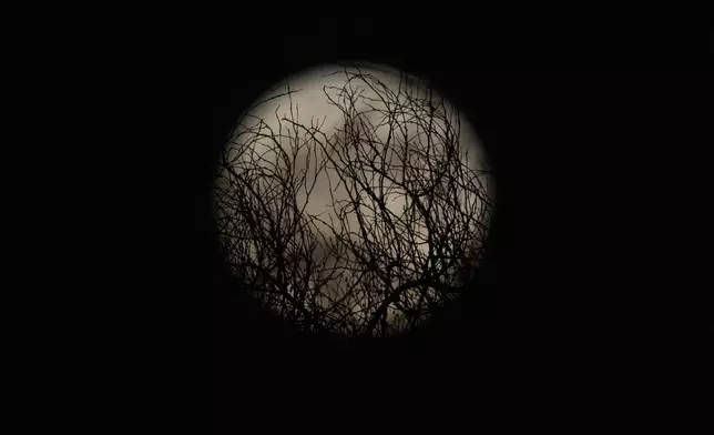 A nearly full supermoon shines behind vegetation in Caesarea, Israel, Monday, Aug. 19, 2024. (AP Photo/Ariel Schalit)