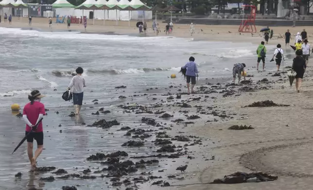 Seaweed is washed up on Gwangalli Beach in the aftermath of Tropical Storm Jongdari in Busan, South Korea, Wednesday, Aug, 21, 2024. (Gang Son-bae/Yonhap via AP)