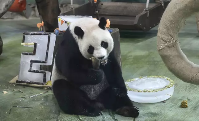 Panda Yuanyuan eats her birthday cake for her 20 years old at the Taipei Zoo in Taipei, Taiwan, Friday, Aug. 30, 2024. Yuanyuan was a gift from China to mark warming ties with Taiwan in 2008. (AP Photo/Chiang Ying-ying)