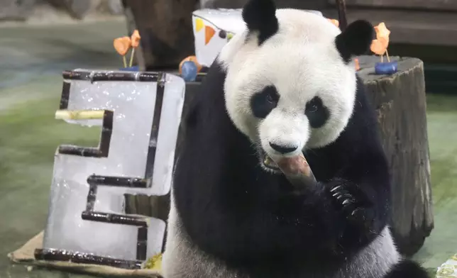 Panda Yuanyuan enjoys her birthday cake for her 20th birthday at the Taipei Zoo in Taipei, Taiwan, Friday, Aug. 30, 2024. Yuanyuan was a gift from China to mark warming ties with Taiwan in 2008. (AP Photo/Chiang Ying-ying)