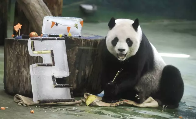 Panda Yuanyuan eats her birthday cake for her 20 years old at the Taipei Zoo in Taipei, Taiwan, Friday, Aug. 30, 2024. Yuanyuan was a gift from China to mark warming ties with Taiwan in 2008. (AP Photo/Chiang Ying-ying)