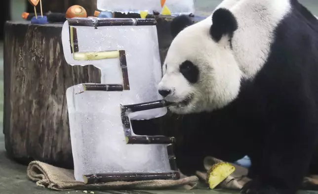 Panda Yuanyuan enjoys her birthday cake for her 20 years old at the Taipei Zoo in Taipei, Taiwan, Friday, Aug. 30, 2024. Yuanyuan was a gift from China to mark warming ties with Taiwan in 2008. (AP Photo/Chiang Ying-ying)