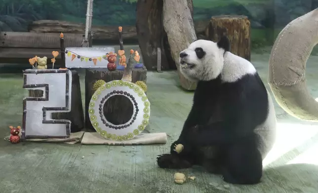 Panda Yuanyuan eats her birthday cake for her 20 years old at the Taipei Zoo in Taipei, Taiwan, Friday, Aug. 30, 2024. Yuanyuan was a gift from China to mark warming ties with Taiwan in 2008. (AP Photo/Chiang Ying-ying)