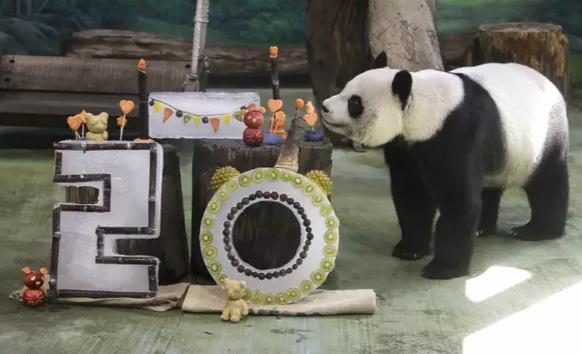 Panda Yuanyuan enjoys her birthday cake for her 20th birthday at the Taipei Zoo in Taipei, Taiwan, Friday, Aug. 30, 2024. Yuanyuan was a gift from China to mark warming ties with Taiwan in 2008. (AP Photo/Chiang Ying-ying)