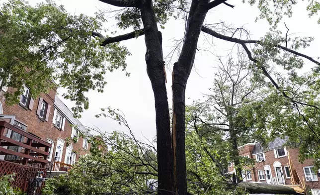 A tree is split in half on Adrian Street in Harrisburg, Pa., after extreme weather from Tropical storm Debby, Friday, Aug. 9, 2024. (Sean Simmers/The Patriot-News via AP)