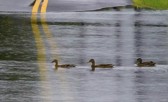 Three female mallard ducks paddle across a flooded street after heavy rainfall from Tropical Storm Debby in Frederick, Md. on Friday, Aug. 8, 2024. (Ric Dugan/The Frederick News-Post via AP)