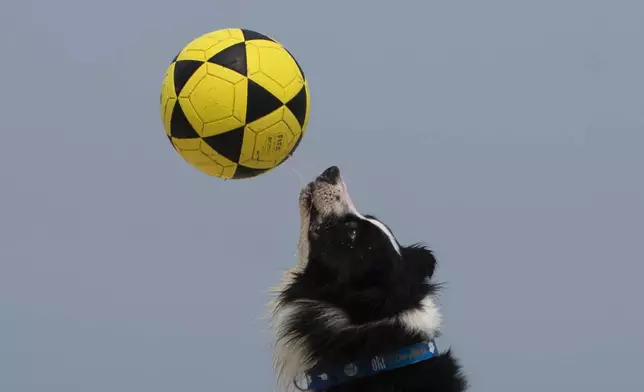 The border collie named Floki plays footvolley, a combination of soccer and volleyball, on Leblon beach in Rio de Janeiro, Sunday, Sept. 8, 2024. (AP Photo/Bruna Prado)