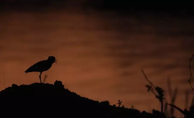 A bird walks along the shores of Serra da Mesa lake as fires spread through the environmental protection area of Pouso Alto, in Chapada dos Veadeiros National Park, during dry season, in Minas Sul, Goias state, Brazil, Monday, Sept. 9, 2024. (AP Photo/Eraldo Peres)