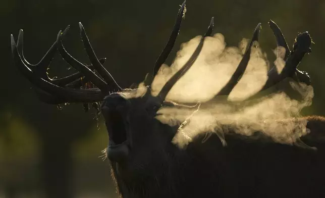 A Stag in rut bellows in early morning mist Bushy Park southwest London, Saturday, Sept. 28, 2024. (AP Photo/Alastair Grant)