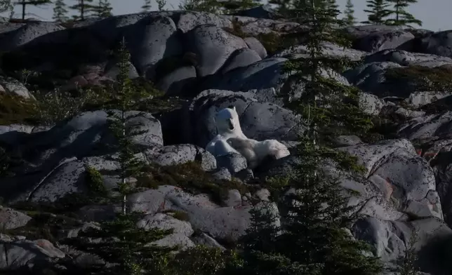 A polar bear nurses her cub, Wednesday, Aug. 7, 2024, near Churchill, Manitoba. (AP Photo/Joshua A. Bickel)