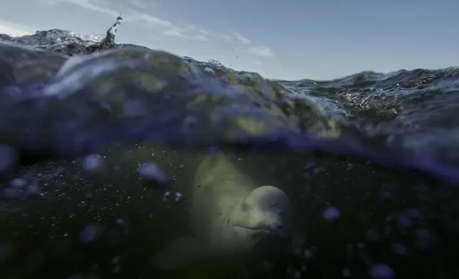 A beluga whale swims through the Churchill River, Monday, Aug. 5, 2024, near Churchill, Manitoba. (AP Photo/Joshua A. Bickel)