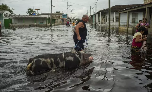 A resident leads his pig through a street flooded in the passing of Hurricane Helene, in Batabano, Mayabeque province, Cuba, Thursday, Sept. 26, 2024. (AP Photo/Ramon Espinosa)