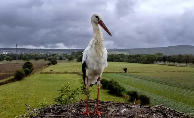 A stork stands in the nest in Wehrheim, near Frankfurt, Germany, Monday, Sept. 9, 2024. (AP Photo/Michael Probst)