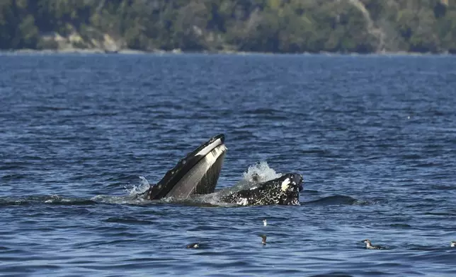 This photo provided by Blue Kingdom Whale and Wildfire Tours shows a seal in the mouth of a humpback whale on Thursday, Sept. 12, 2024, in the waters off of Anacortes, Wash. (Brooke Casanova/Blue Kingdom Whale and Wildfire Tours via AP)