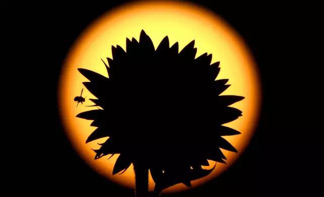 A bee and a sunflower are silhouetted against the setting sun in a field Saturday, Sept. 7, 2024, near Lawrence, Kan. The field, planted annually by the Grinter family, draws thousands of visitors during the weeklong late summer blossoming of the flowers. (AP Photo/Charlie Riedel)