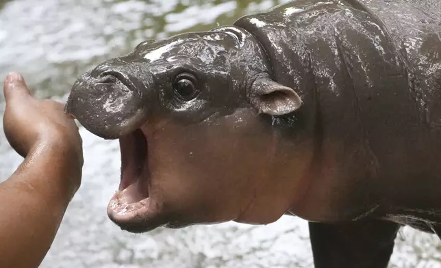 Two-month-old baby hippo Moo Deng plays with a zookeeper in the Khao Kheow Open Zoo in Chonburi province, Thailand, Thursday, Sept. 19, 2024. (AP Photo/Sakchai Lalit)