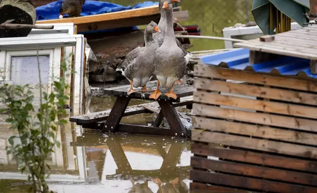 Geese stand on an outdoor table in a flooded neighbourhood in Ostrava, Czech Republic, Tuesday, Sept. 17, 2024. (AP Photo/Darko Bandic)