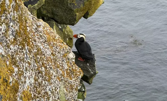 This undated photo provided by Aleut Community of St. Paul Island Ecosystem Conservation Office shows a tufted puffin perched on the cliffs near the community of St. Paul on St. Paul Island, Alaska, with a kittiwake on the right. (Aleut Community of St. Paul Island Ecosystem Conservation Office via AP)