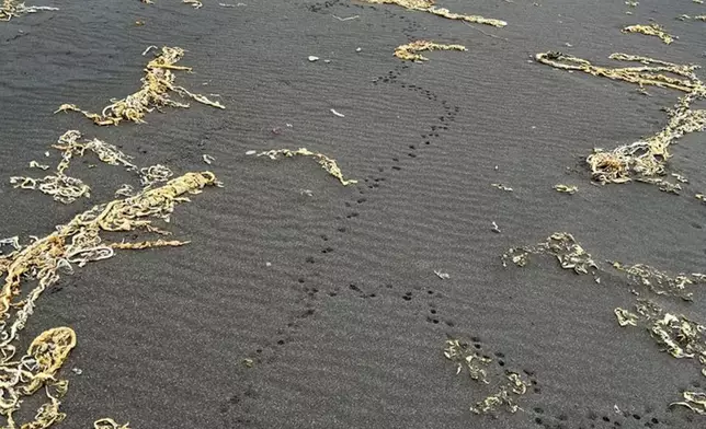 This 2024 image provided by the U.S. Fish &amp; Wildlife Service shows rat tracks on Kiska Island, Alaska, one of the uninhabited islands where the U.S. Fish and Wildlife Service aims to study the potential for rat eradication efforts. (Lora Haller/U.S. Fish &amp; Wildlife Service via AP)