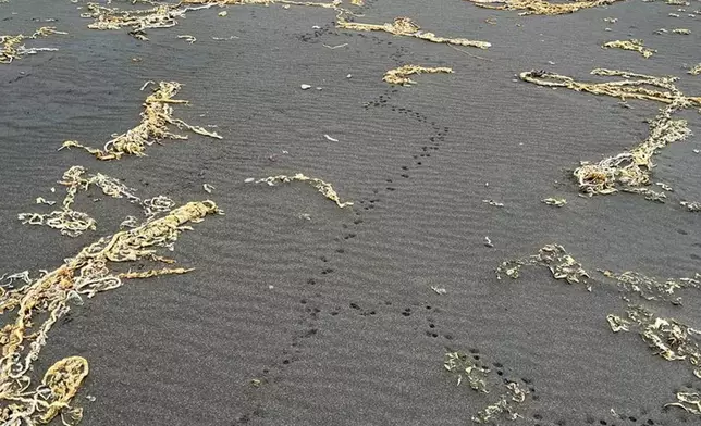 This 2024 image provided by the U.S. Fish &amp; Wildlife Service shows rat tracks on Kiska Island, Alaska, one of the uninhabited islands where the U.S. Fish and Wildlife Service aims to study the potential for rat eradication efforts. (Lora Haller/U.S. Fish &amp; Wildlife Service via AP)