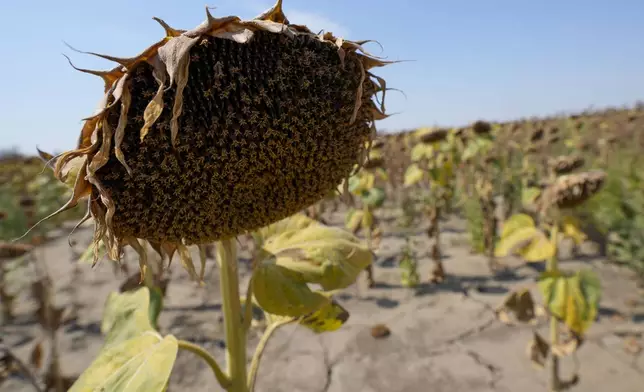 Wilted sunflowers in a field near the town of Becej, Serbia, Wednesday, Sept. 4, 2024. Experts say the summer of 2024 in the Balkans was the hottest since measurements started more than 130 years ago. (AP Photo/Darko Vojinovic)