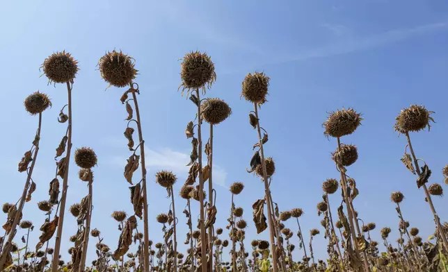 Wilted sunflowers in a field near the town of Becej, Serbia, Wednesday, Sept. 4, 2024. Experts say the summer of 2024 in the Balkans was the hottest since measurements started more than 130 years ago. (AP Photo/Darko Vojinovic)