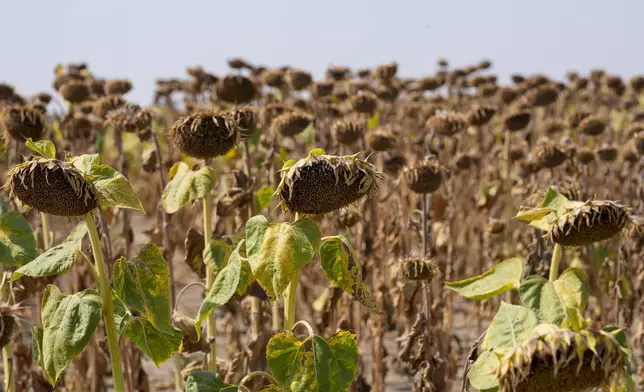 Wilted sunflowers in a field near the town of Becej, Serbia, Wednesday, Sept. 4, 2024. Experts say the summer of 2024 in the Balkans was the hottest since measurements started more than 130 years ago. (AP Photo/Darko Vojinovic)