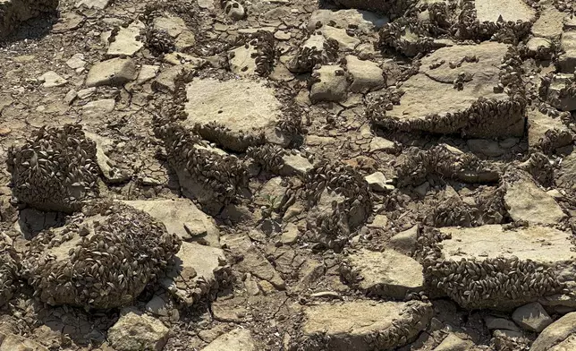 Freshwater shells on a dry bank of the dried out Bileca lake, near the town of Bileca, Bosnia, Thursday, Sept. 5, 2024. Experts say the summer of 2024 in the Balkans was the hottest since measurements started more than 130 years ago. (AP Photo/Eldar Emric)