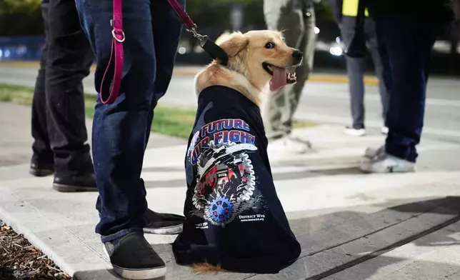 Shelby, an 11-month-old golden retriever, wears an International Association of Machinists shirt while sitting with owner and Boeing employee Justin Burford to picket after union members voted overwhelmingly to reject a contract offer and go on strike Friday, Sept. 13, 2024, outside the company's factory in Renton, Wash. (AP Photo/Lindsey Wasson)